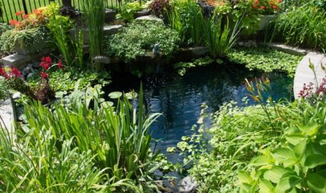 Vente de plantes aquatiques en pépinière - Les Jardins de la Côté - Saint-Haon-le-Châtel