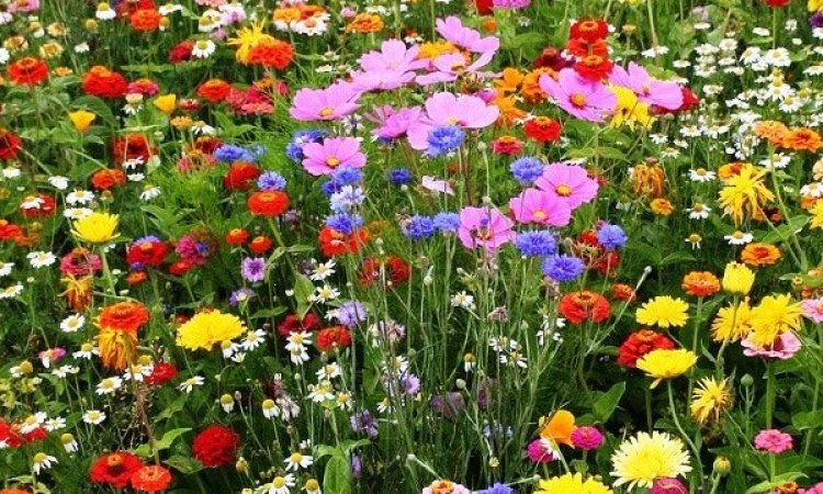 Gazon à semer -  jachères fleuries- Les Jardins de la Côte à Saint‑Haon‑le‑Châtel